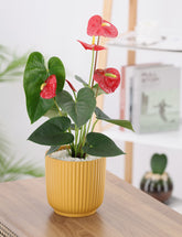 Anthurium plant with red flowers